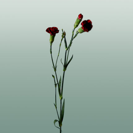 Carnation Spray Chateau (20 Stems)