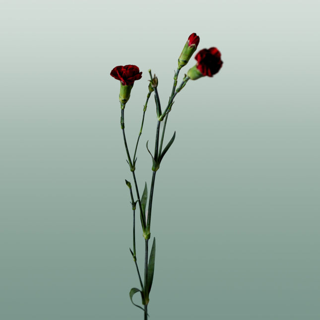 Carnation Spray Chateau (20 Stems)