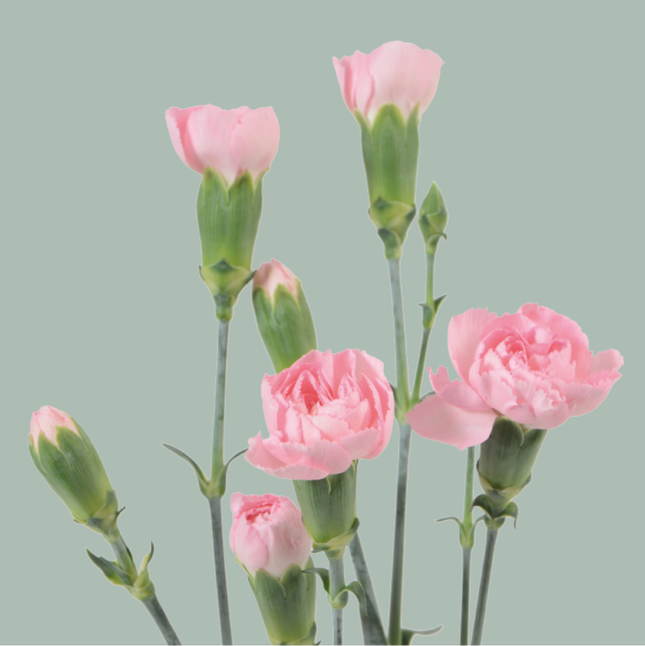 Carnation Spray Zagara (20 Stems)