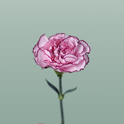 Carnation Standard Purple Damascus (20 Stems)