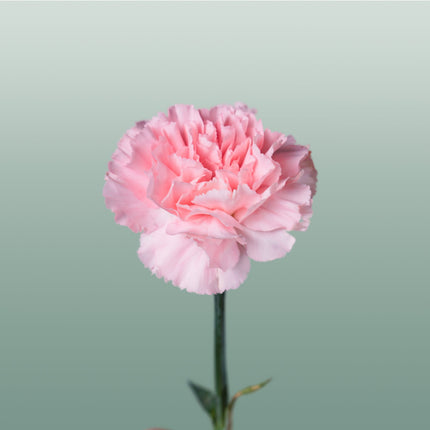 Carnation Standard Doncel (20 Stems)