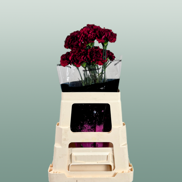 Carnation Standard Zurigo