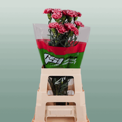 Carnation Standard Cheerio (20 Stems)