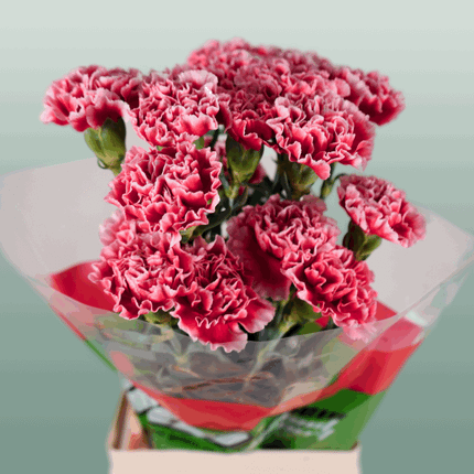 Carnation Standard Cheerio (20 Stems)