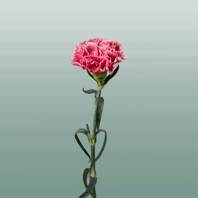 Carnation Standard Cheerio (20 Stems)
