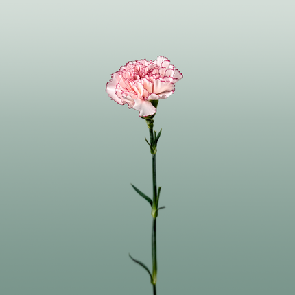 Carnation Standard Mariposa (20 Stems)