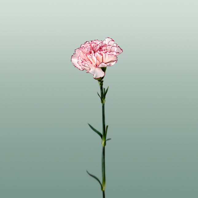 Carnation Standard Mariposa (20 Stems)