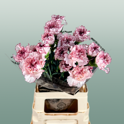 Carnation Standard Mariposa (20 Stems)
