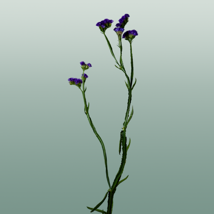 Limonium Statice Crystal Dark Blue (25 Stems)