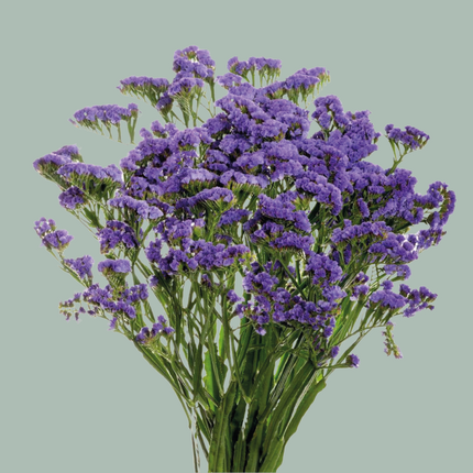 Limonium Statice Crystal Dark Blue (25 Stems)