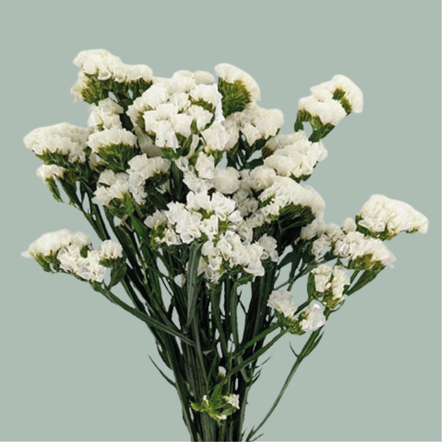 Limonium Statice White Starlight Wings (25 Stems)