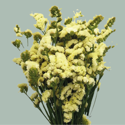 Limonium Statice Starlight Wings (25 Stems)