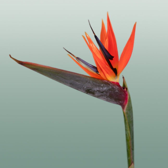 Strelitzia Reginae (6 Stems)