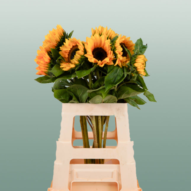 Helianthus Sunrich Orange (10 Stems)