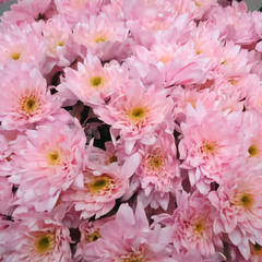 Collection image for: high-quality flowers