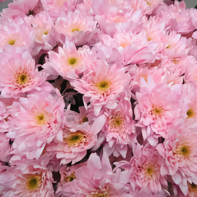 Chrysanthemum Spray Dyed