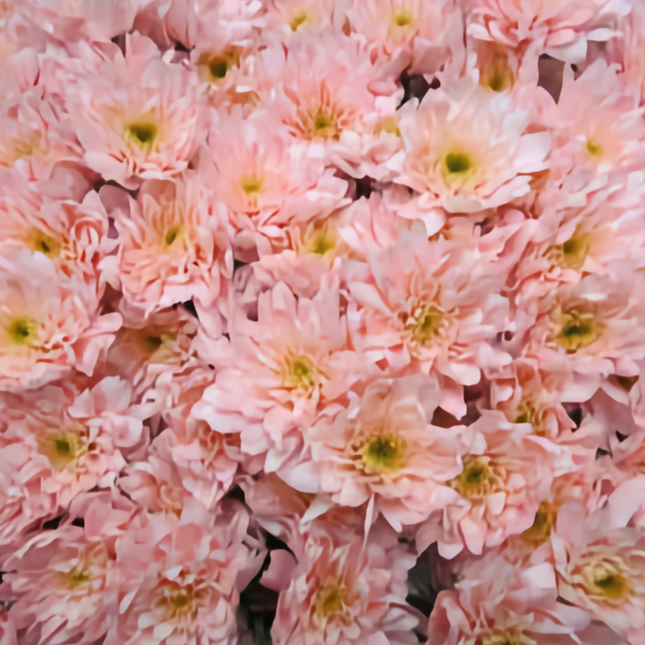 Chrysanthemum Spray Euro Dyed Pink