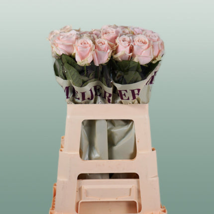 Rose Sweet Avalanch