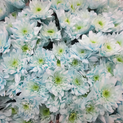 Chrysanthemum Spray Dyed Euro Sweet Blauw