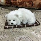Samoyed