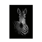 40X50cm / Zebra