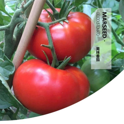MARSEED Delicious Tomato Seeds, New / Old Packaging Ships Randomly