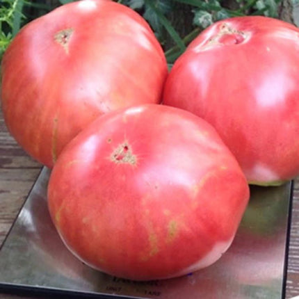 MARSEED Delicious Tomato Seeds, New / Old Packaging Ships Randomly