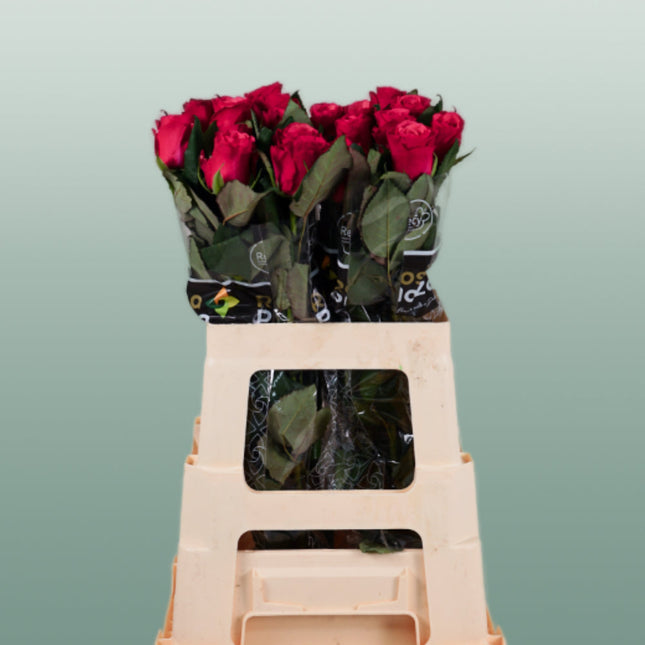 Rose Tacazzi