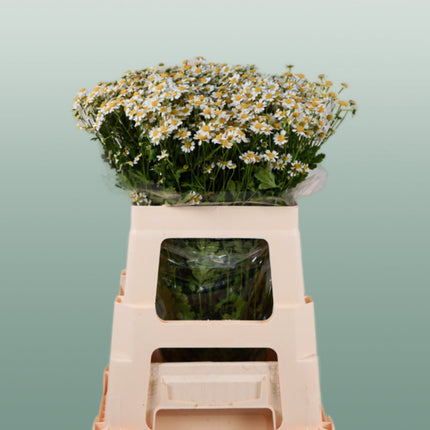 Matricaria Camilla (25 Stems)