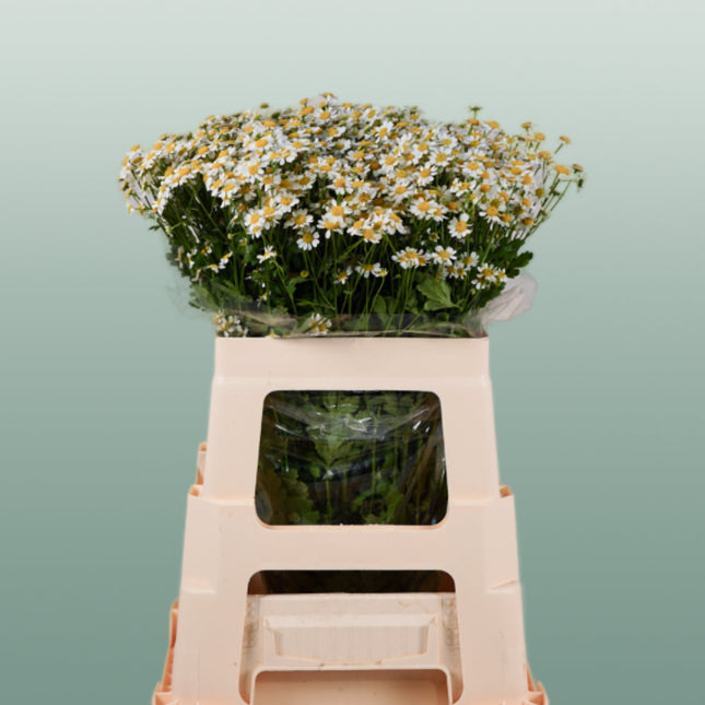 Matricaria Camilla (25 Stems)