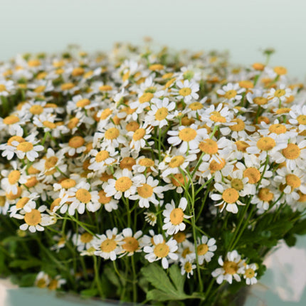 Matricaria Camilla (25 Stems)