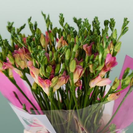 Freesia Temptation