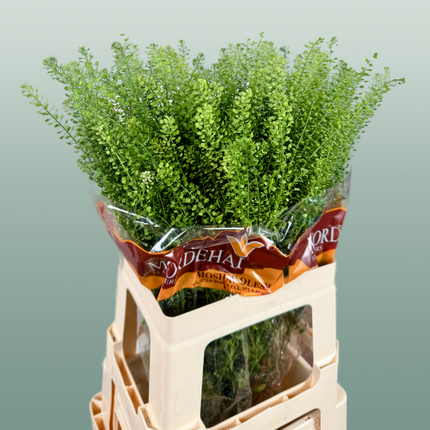 Lepidium Green Bell (25 Stems)