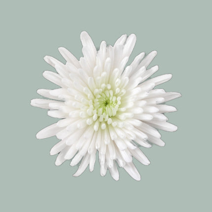 Chrysanthemum Spray Topspin