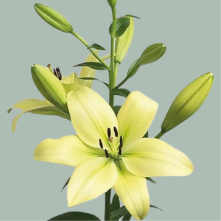 Lily Trebbiano (LA) (10 Stems)