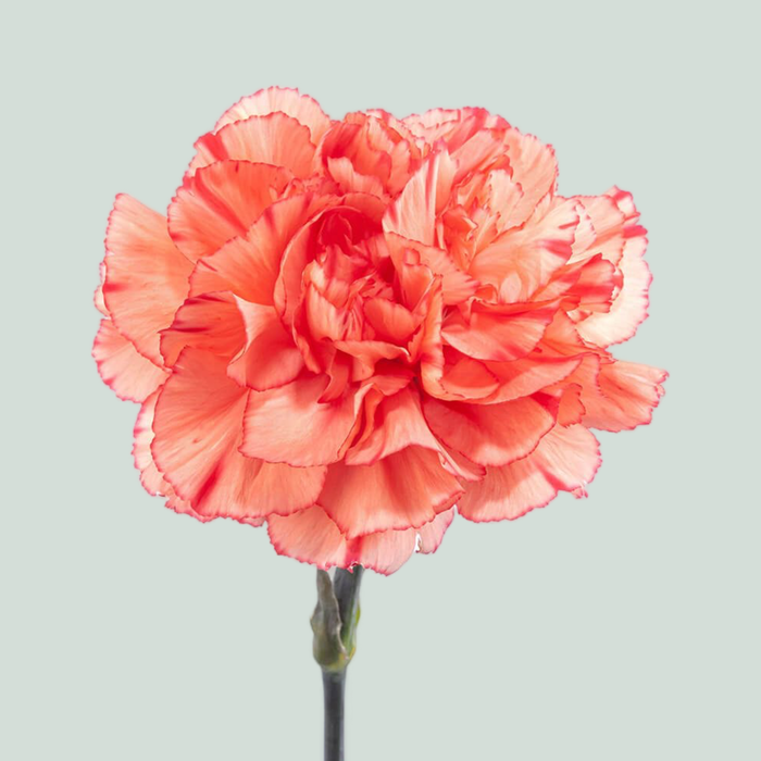 Carnation Standard Trueno (20 Stems)