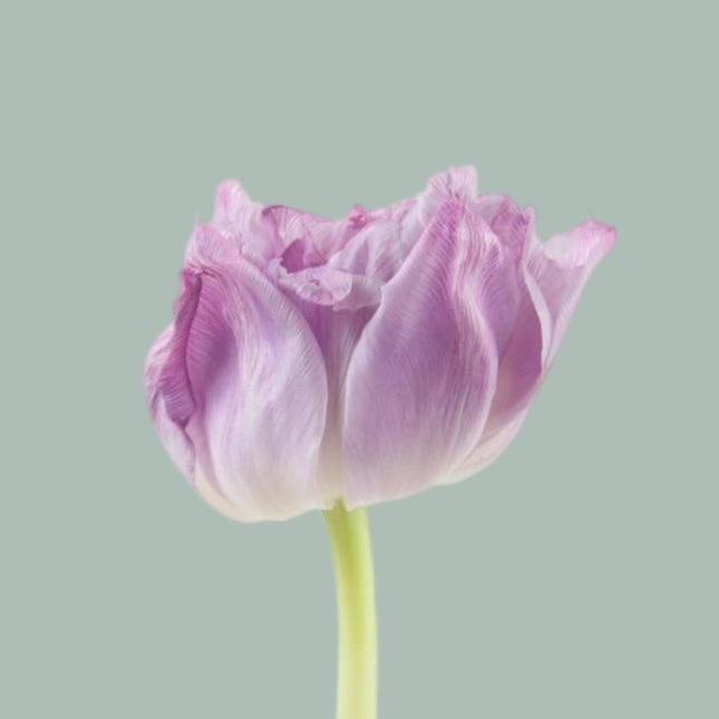 Tulip Double Price (50 Stems)