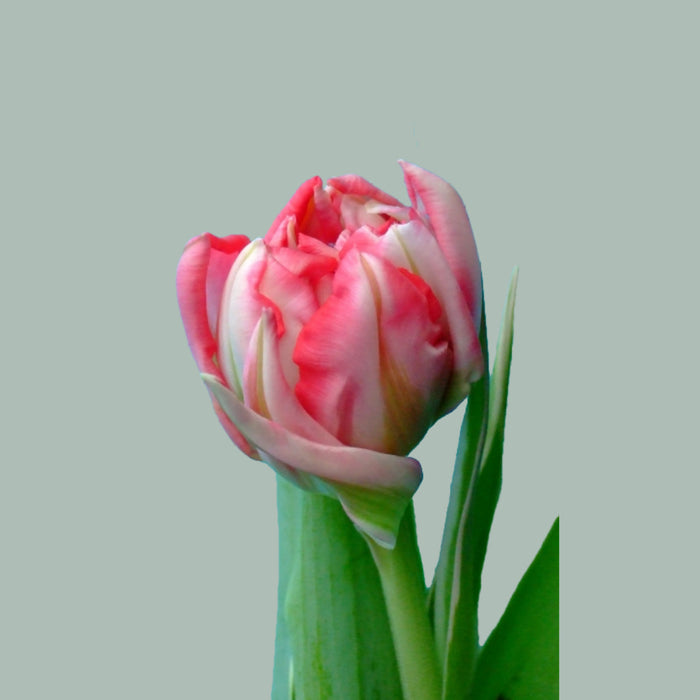 Tulip Flash Point