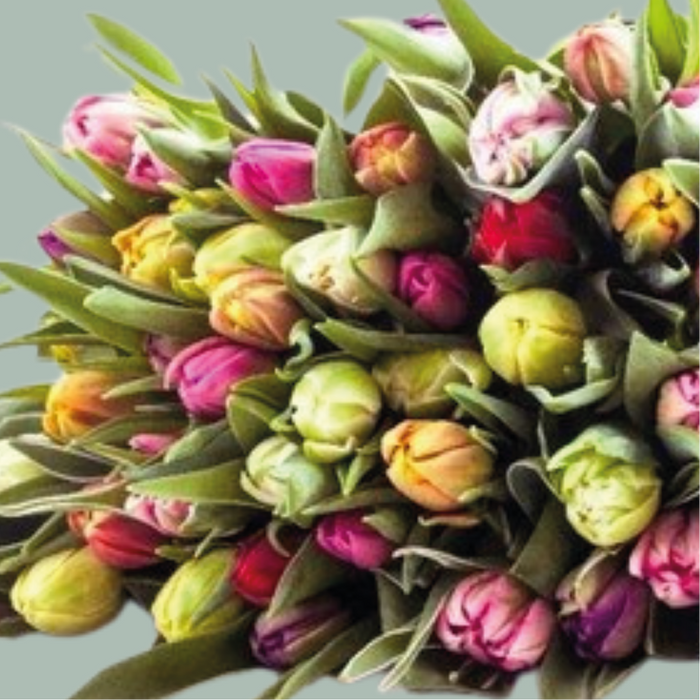 Tulip Mixed