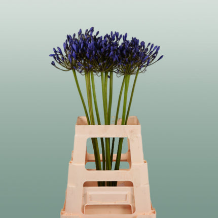 Agapanthus Uri (10 Stems)