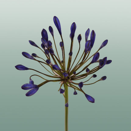 Agapanthus Uri (10 Stems)