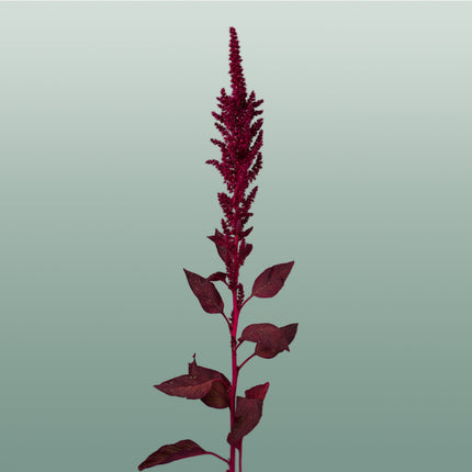 Amaranthus Velvet (10 Stems)