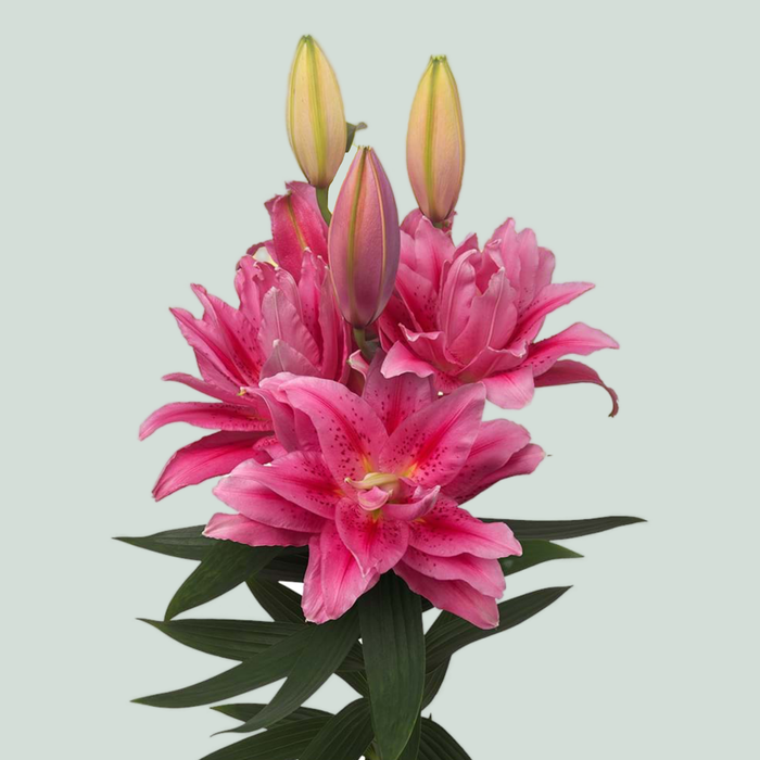 Lily Roselily Viola