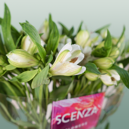 Alstroemeria Virginia (10 Stems)