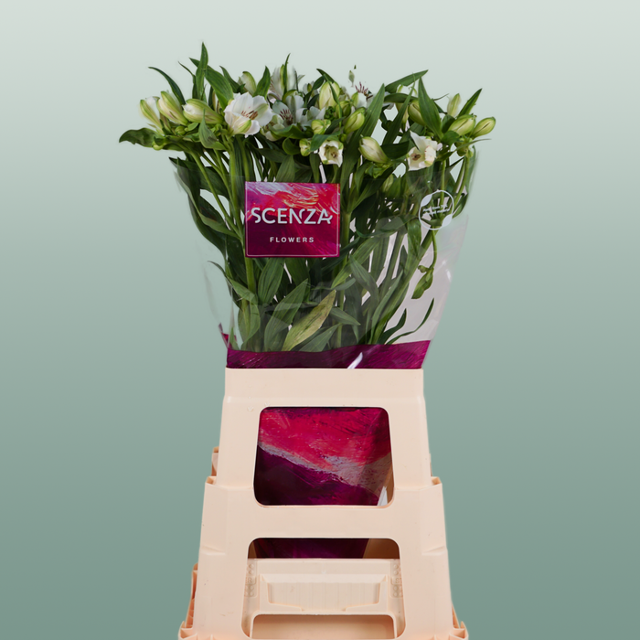 Alstroemeria Virginia (10 Stems)