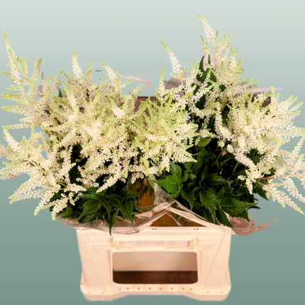 Astilbe Washington (20 Stems)