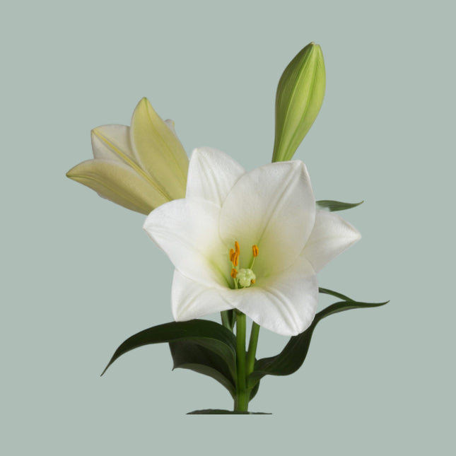 Lily Watch Up (LO) (10 Stems)