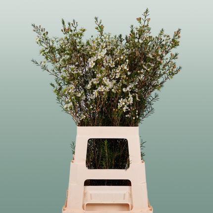 Waxflower Snow Flake (25 Stems)