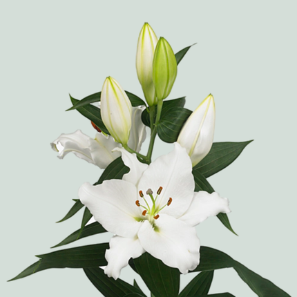 Lily White Passion (OR) (10 Stems)