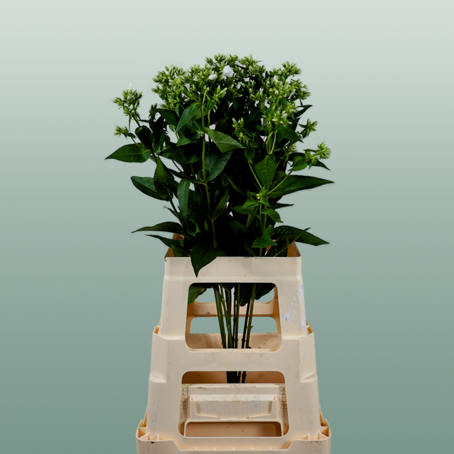 Phlox Whitecap (20 Stems)
